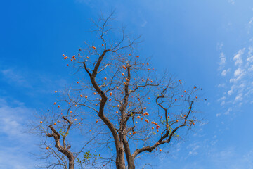 Mature red persimmon on the trees under the autumn sky