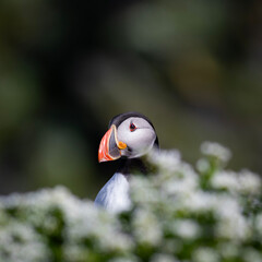 Maskonur zasłonięty kwiatami © Kajetan