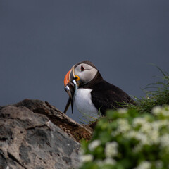 Maskonur z rybami w dziobie © Kajetan