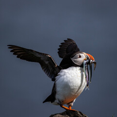 Maskonur z rybami w dziobie zrywa się do lotu © Kajetan
