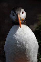 Maskonur przodem © Kajetan