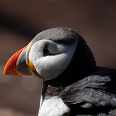 Maskonur na tle skał © Kajetan