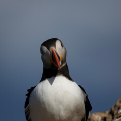 Maskonur przodem na tle nieba © Kajetan
