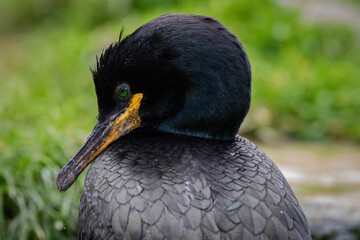 Kormoran zwyczajny z wyspy Hornoya © Kajetan