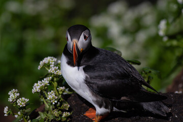 Maskonur na tle kwiatów © Kajetan