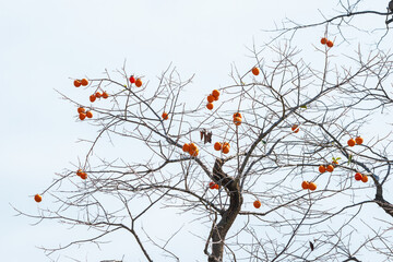 Mature red persimmon on the trees under the autumn sky