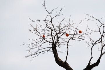 Mature red persimmon on the trees under the autumn sky