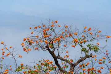 Mature red persimmon on the trees under the autumn sky