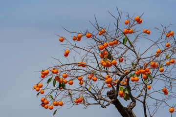 Mature red persimmon on the trees under the autumn sky