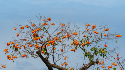Mature red persimmon on the trees under the autumn sky