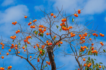 Mature red persimmon on the trees under the autumn sky