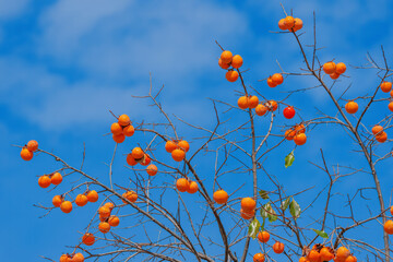 Mature red persimmon on the trees under the autumn sky