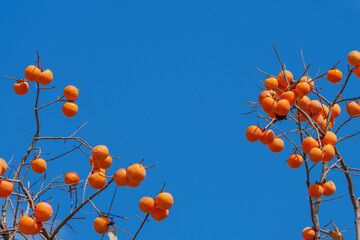 Mature red persimmon on the trees under the autumn sky