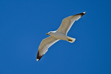 Mittelmeermöwe // Yellow-legged gull (Larus michahellis) - Griechenland