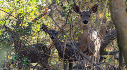 Three deer in thick brush 