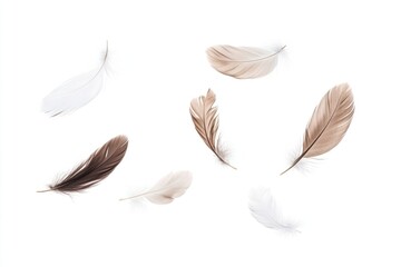 Real feathers background white white background.