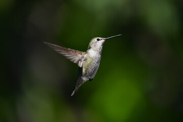 Green Hummingbird In Flight Wings Pose