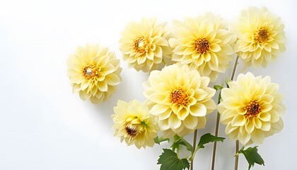 Cluster of Bright Yellow Dahlias on White Background