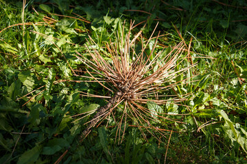 dry pine branches in the grass.