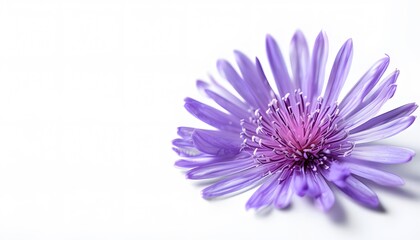 Obraz premium Single Purple Aster Bloom on White Background