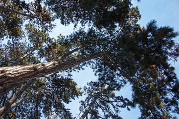 Tall pine trees looking skywards.