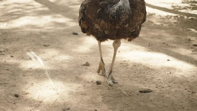 The legs of an ostrich are shown in close-up as it defecates on the ground in an outdoor enclosure. The dry, dusty setting emphasizes the natural behavior of the bird.