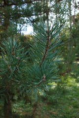 A needle-leaved pine branch close up.