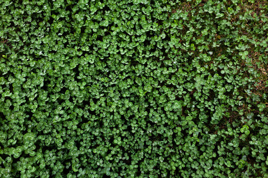 green clover plants top down filling frame