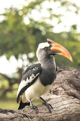 A black and white hornbill bird with a large orange beak perched on a tree branch against a blurred green background