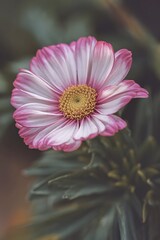 A close-up of a pink and white daisy-like flower with a yellow center against a blurred green background