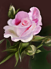 Fototapeta premium pink rose on white background