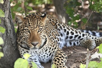 Obraz premium A leopard, distinguished by its spotted fur, positioned beside a tree trunk