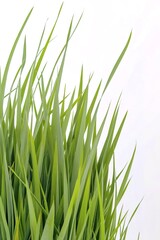 Green grass blades against a white background