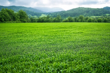 Naklejka premium green grass field with rolling hills in background