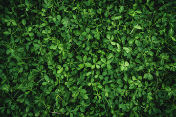 Obraz premium green leaf lush foliage nature texture background