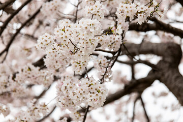 cherry blossom flowers in spring