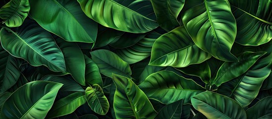 A tropical leaf texture with green leaves as the background in a close up copy space image