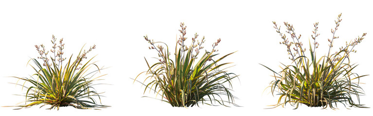 Set of Phormium Cookianum Tricol (New Zealand Flax) frontal isolated png on a transparent background perfectly cutout high resolution