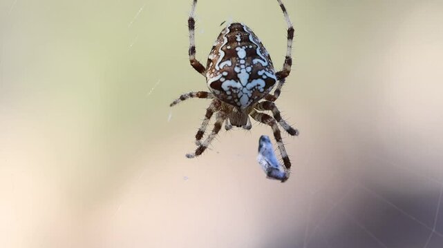 Ara&ntilde;a Araneus diadematus junto a su presa, Alcoy, Espa&ntilde;a