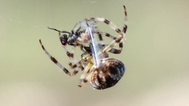 Ara&ntilde;a Araneus diadematus inmovilizando una mosca con su tela de ara&ntilde;a, Alcoy, Espa&ntilde;a