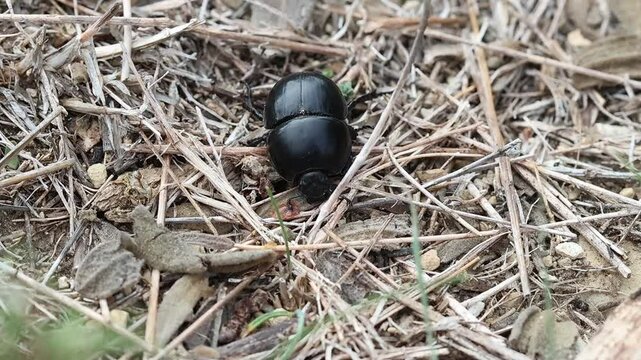 Escarabajo pelotero encuentra una gota de agua en el suelo y bebe, Alcoy, Espa&ntilde;a