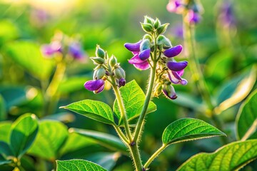 Obraz premium Aerial macro shot of delicate purple flowers on a green soybean plant in a field