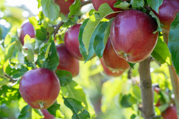 Ripe red apples hanging from a tree branch in bright sunlight.