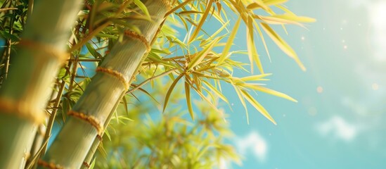 An image captured beneath a towering bamboo tree against a backdrop of a cloudless sky with available copy space