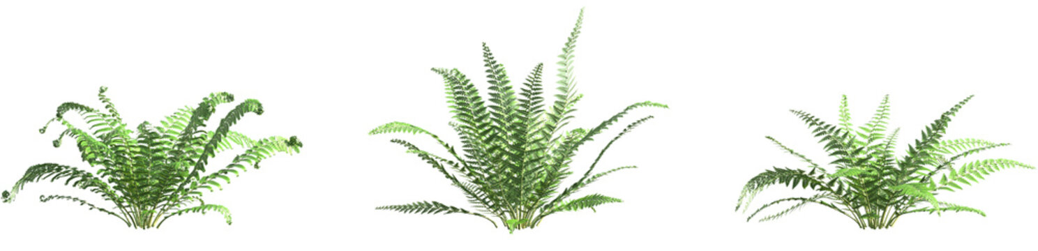 Set of Polystichum Setiferum (the soft shield fern) frontal isolated png on a transparent background perfectly cutout high resolution