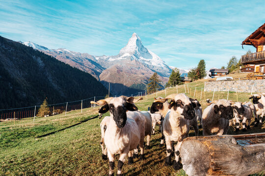 Matterhorn mountain with Valais blacknose sheep on hill in rural scene at Switzerland