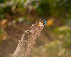 Zimorodek, Kingfisher na drzewie. Latający diament. Zimorodek polujący na małe rybki. © MarcinRoj.Fotografia