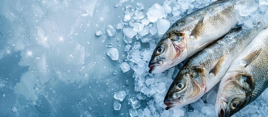 Top view of fresh seabass on ice set against a blue background with copy space image available