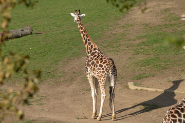 A tall giraffe poses gracefully in its enclosure, showcasing its unique spots and impressively long neck