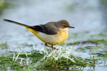 Grey wagtail (Motacilla cinerea)